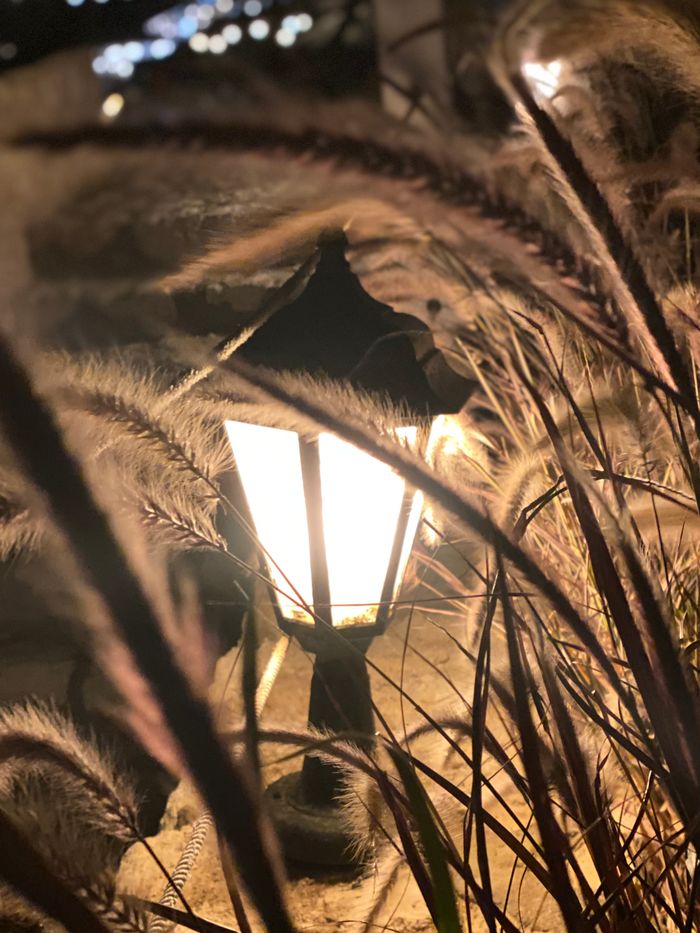 services-01 A close-up of an illuminated lantern surrounded by dry grass and reeds at night.