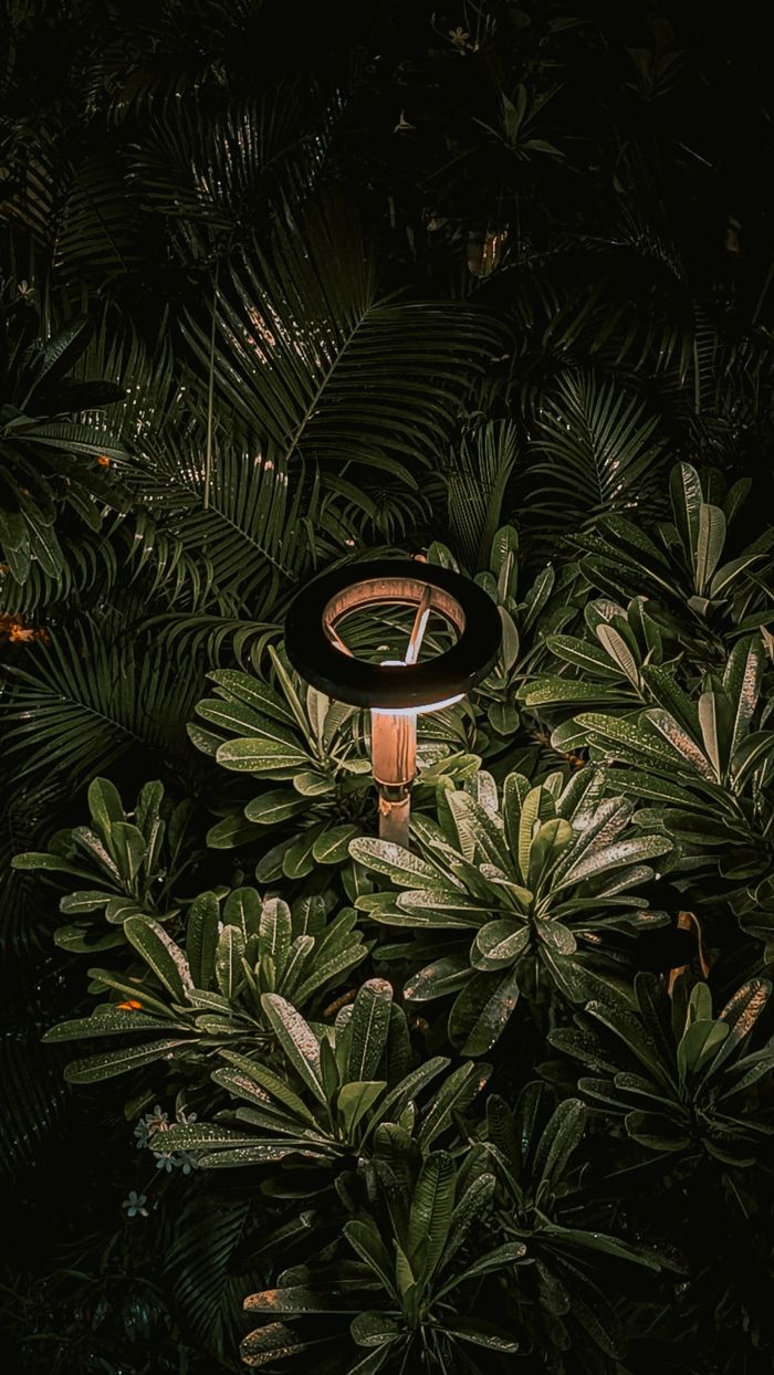 Crafting Captivating Headlines: Your awesome post title goes here A modern garden light beautifully illuminated amidst dense green leaves at night.